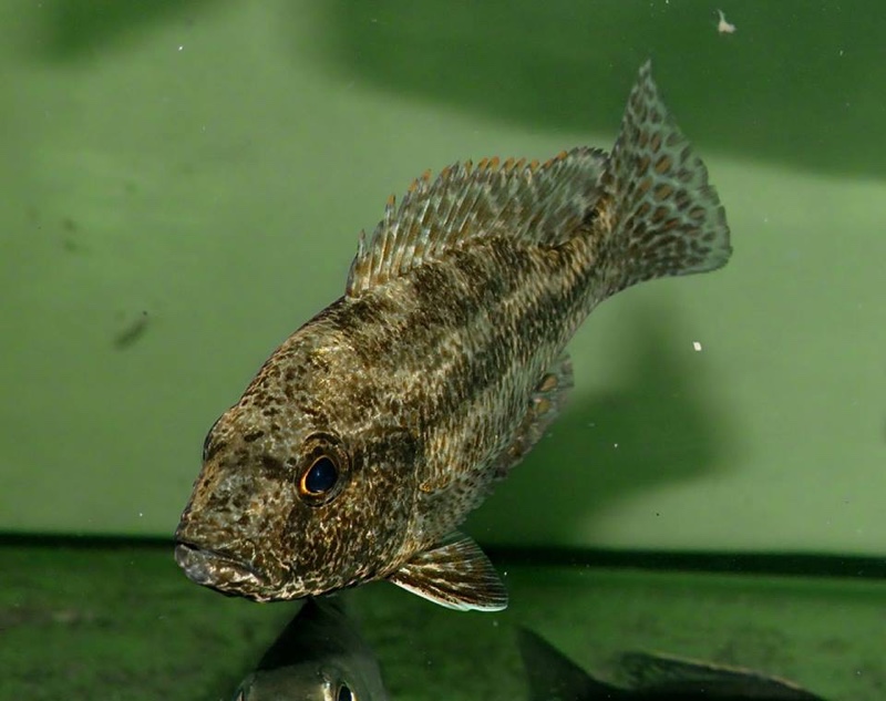 Nimbochromis polystigma